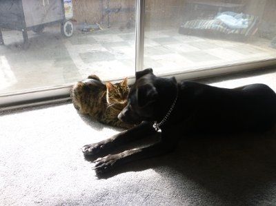 NWR - Furbabies :)