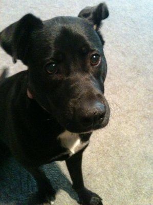 NWR, "pit bull", rant.