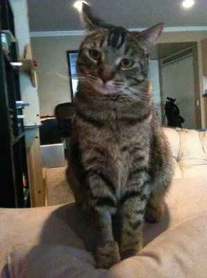 My furbaby: pics of the evil thing included