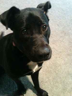 NWR, "pit bull", rant.