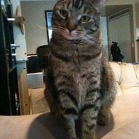 My furbaby: pics of the evil thing included