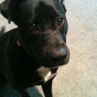 NWR, "pit bull", rant.