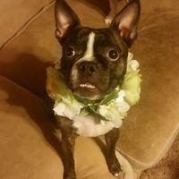 Check out my decor/DIYs!