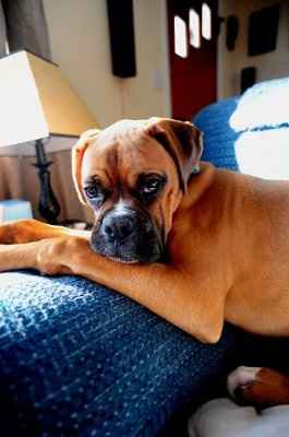 Just for fun- haven't seen the furbabies in awhile