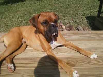 NWR: Show off your fur baby!