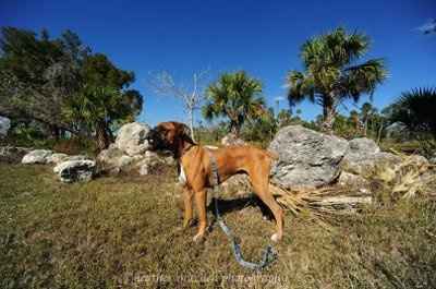 NWR: Show off your fur baby!