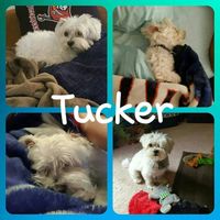 NWR: it's my dogs adoption anniversary!