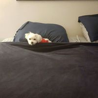 Let me see those fur babies!