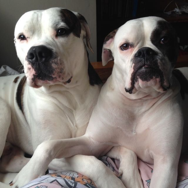 NWR - Pet pictures
