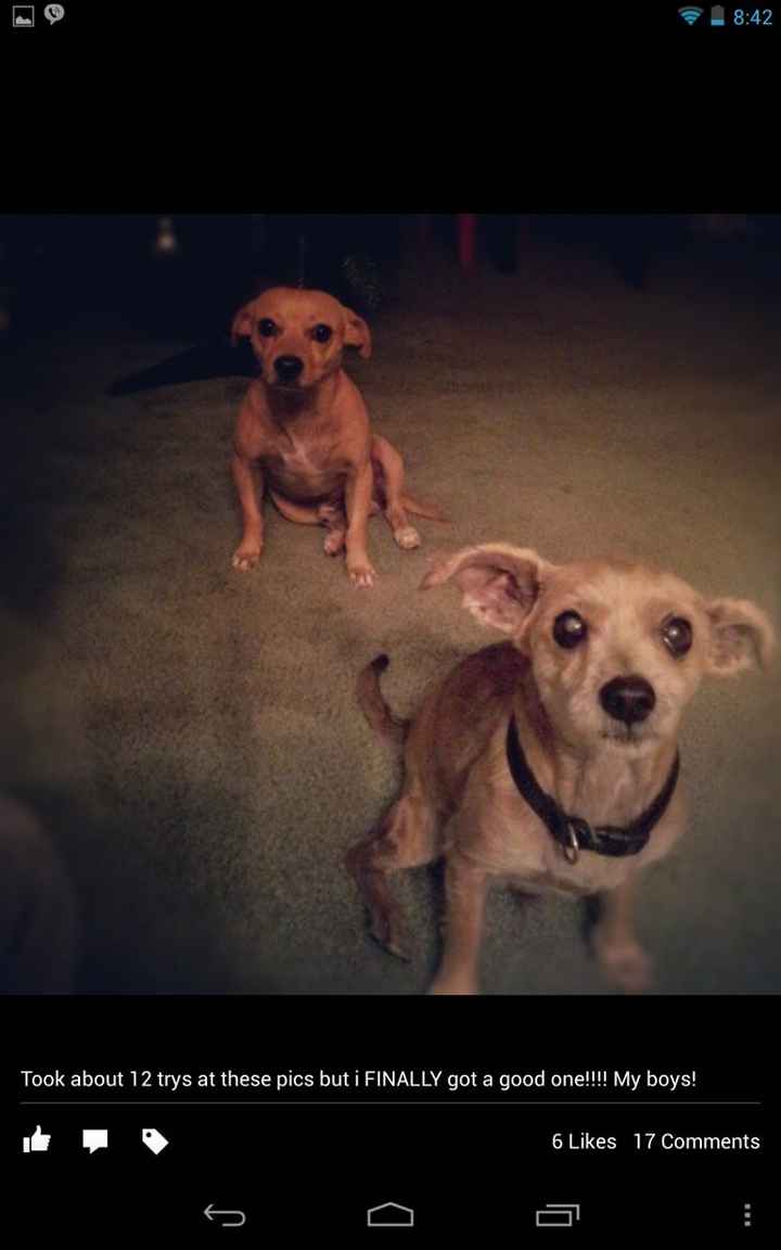 Lets see those puppies that we share with our FHs!