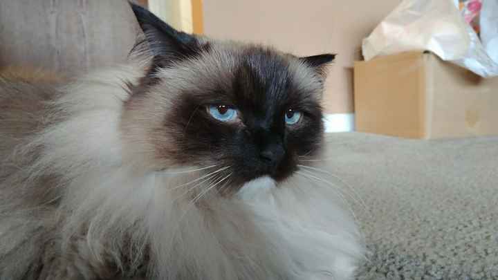 NWR: Silly pictures of your pets