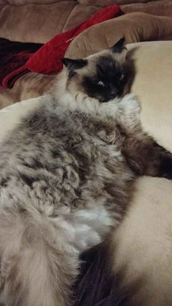 NWR:  Show me your fur babies!