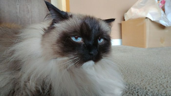 NWR: Silly pictures of your pets