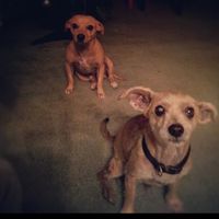 Lets see those puppies that we share with our FHs!