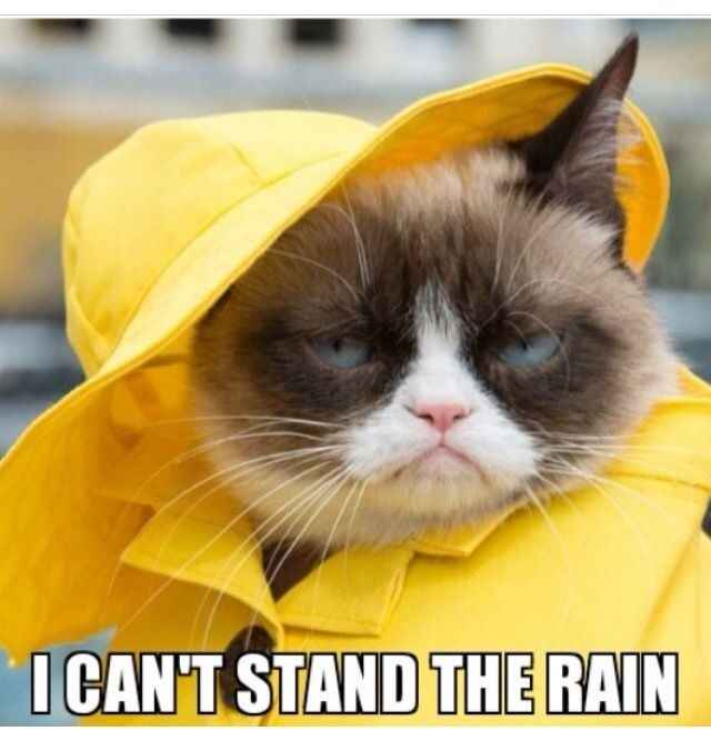 Cheap Umbrellas?