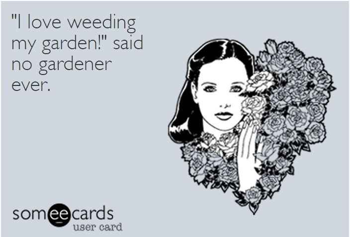 Out of town Weeding