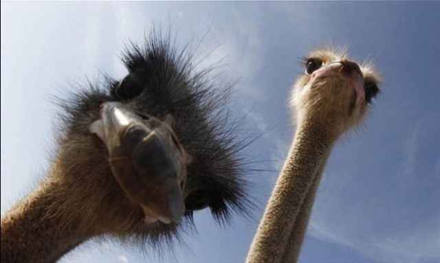 Selfies!