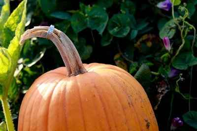 Here is yet another ring thread.  Do we ever get tired of these??? LOL