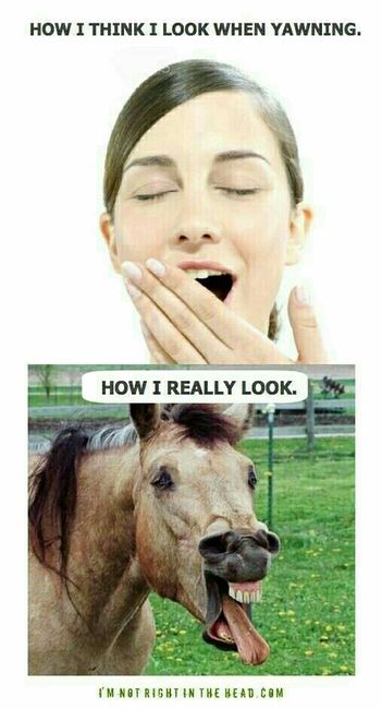 Give me all the memes..