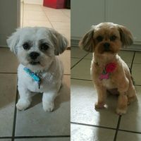 Fur babies