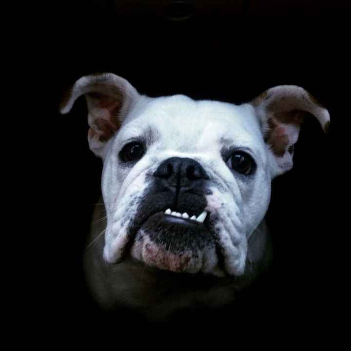 NWR: Dachshunds and other small dog owners