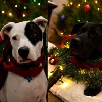 Show me your holiday photos!