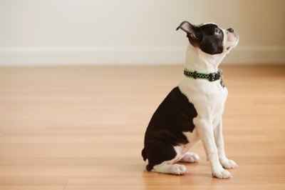 NWR: I want to see your pets!