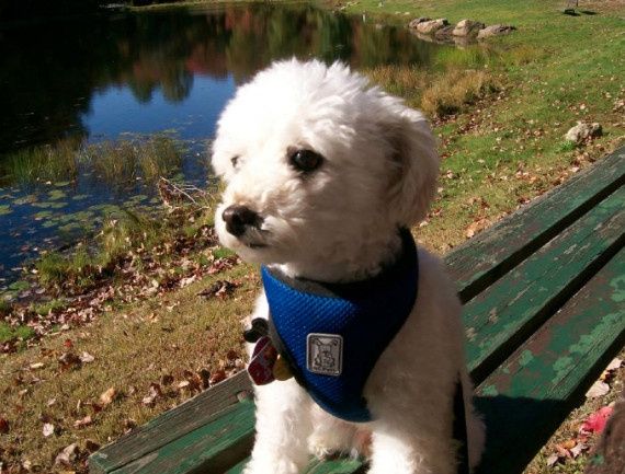 NWR: Prayers for my puppy please :(
