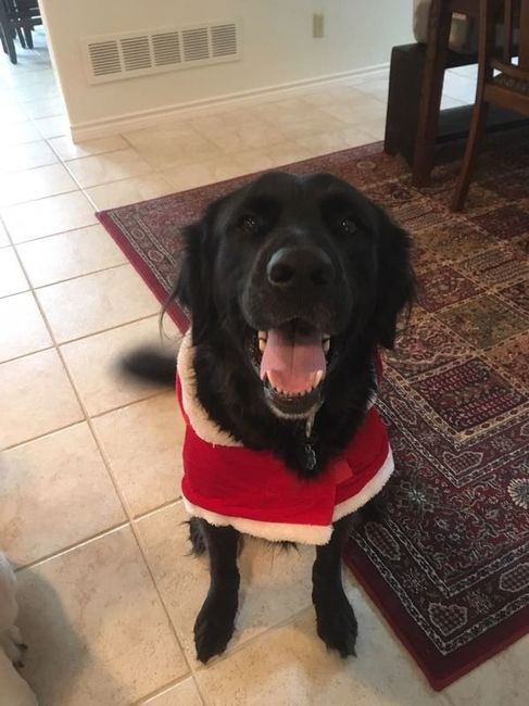 NWR: Show me your holiday spirit pets!