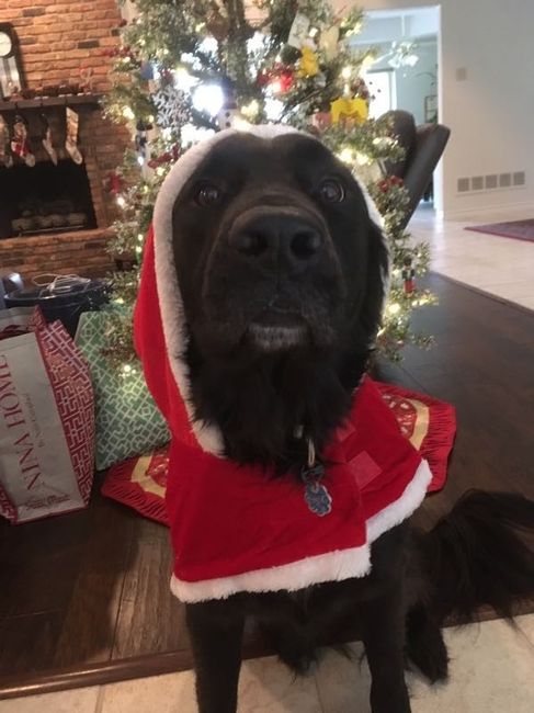 NWR: Show me your holiday spirit pets!
