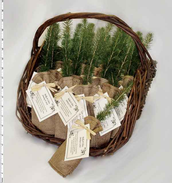 Plant a tree! Wedding favor related.