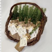Plant a tree! Wedding favor related.