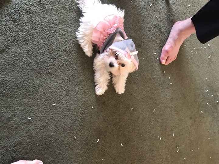 Furbabies?(non wedding post)