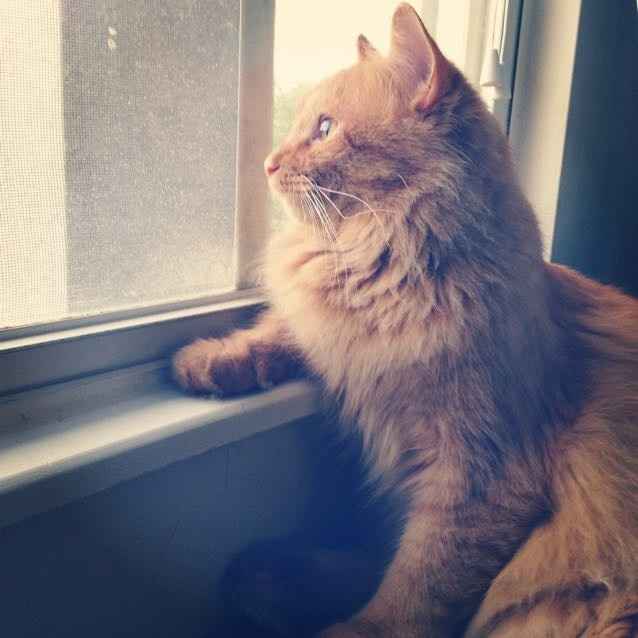 Spinoff: Show us your rescues!