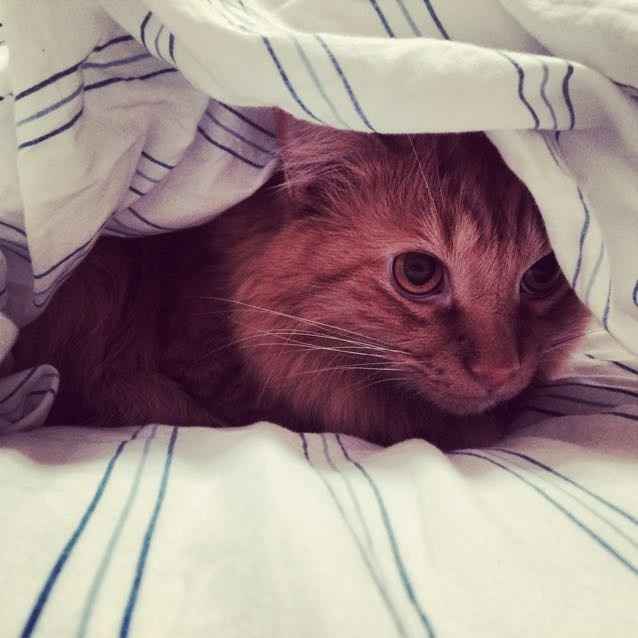 NWR: Bored? Show off your pets!