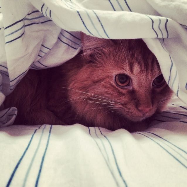 NWR: Bored? Show off your pets!