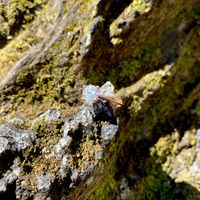 Brides of 2020!  Show us your ring! - 1