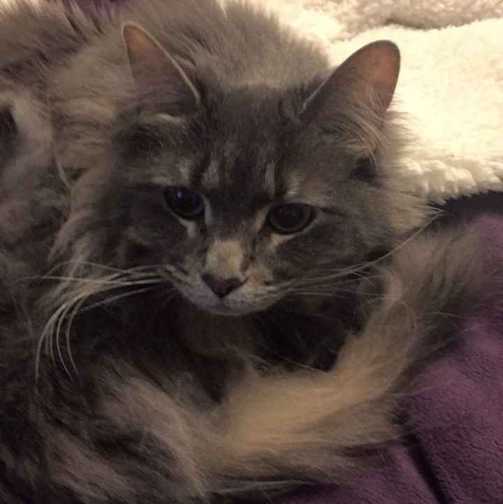 NWR: Puppies and fur babies!