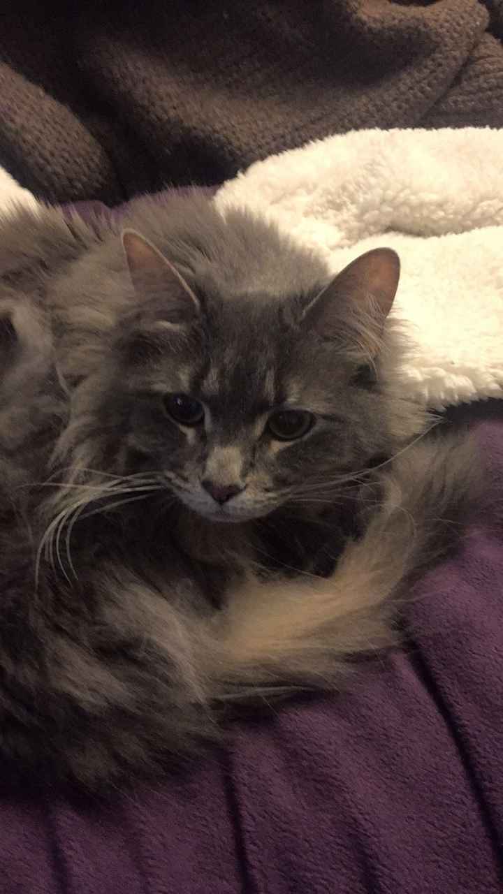 Cat with me to get ready