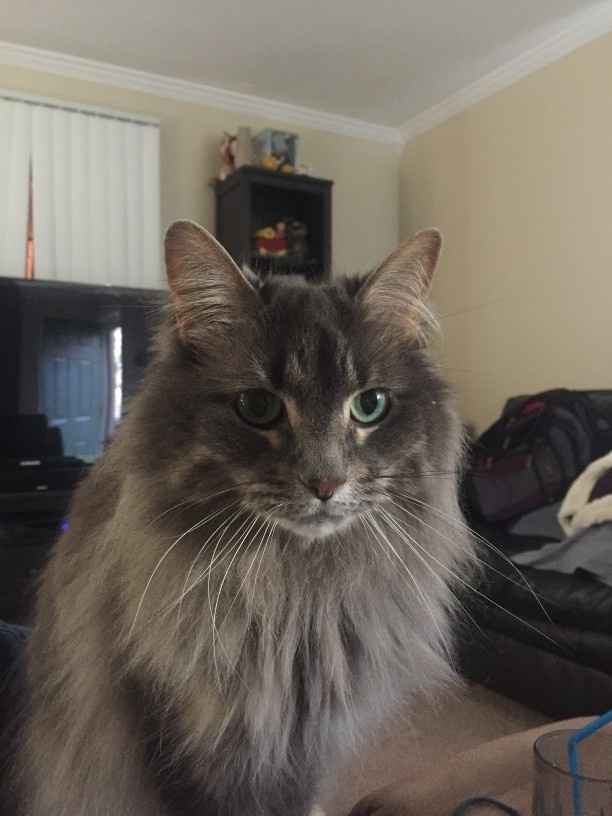 Furbabies?(non wedding post)