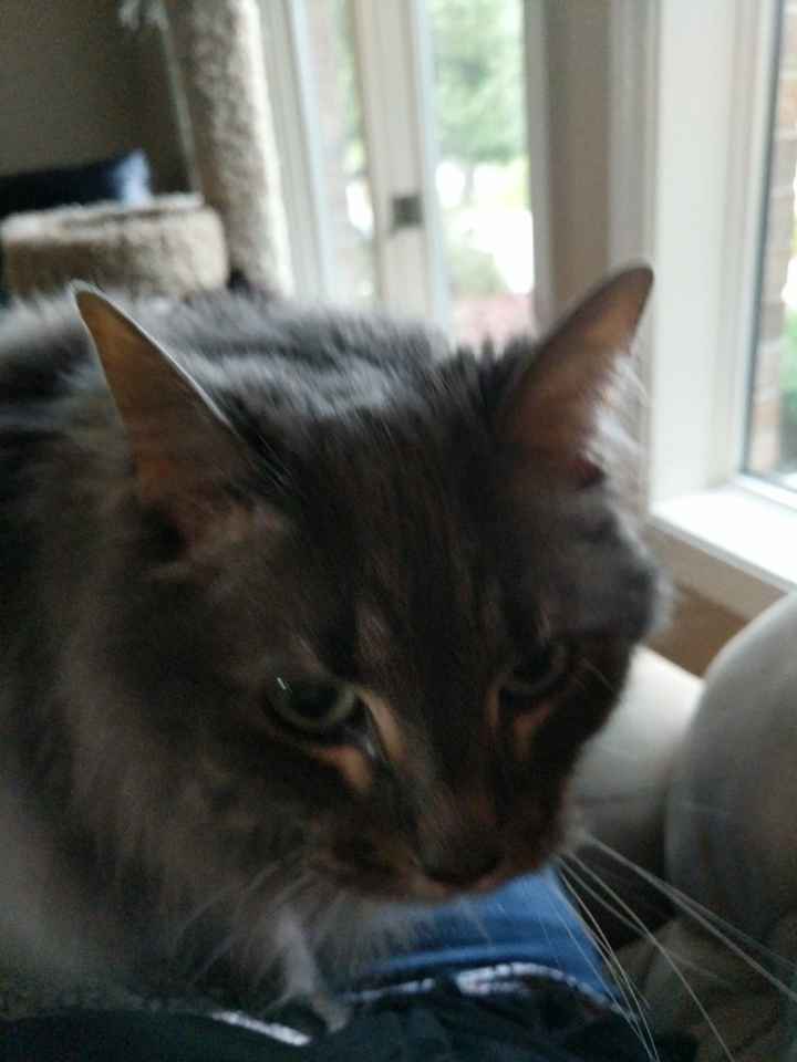 NWR: Follow up on kitten