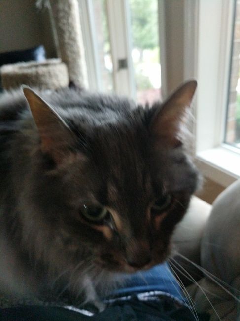 NWR: Follow up on kitten