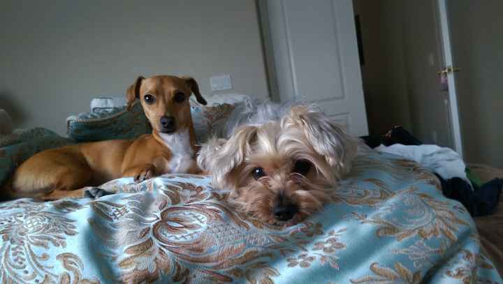 NWR: Happy Furry Fursday, let's see them fur babies!