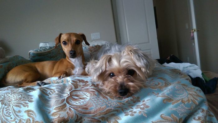 NWR: Happy Furry Fursday, let's see them fur babies!