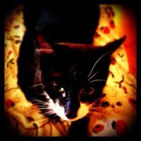 NWR: Lets See Your Fur Babies!