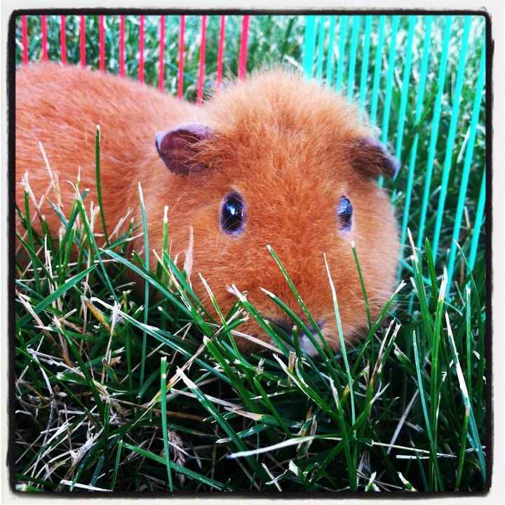 Just for fun, lets see your crazy pet child....