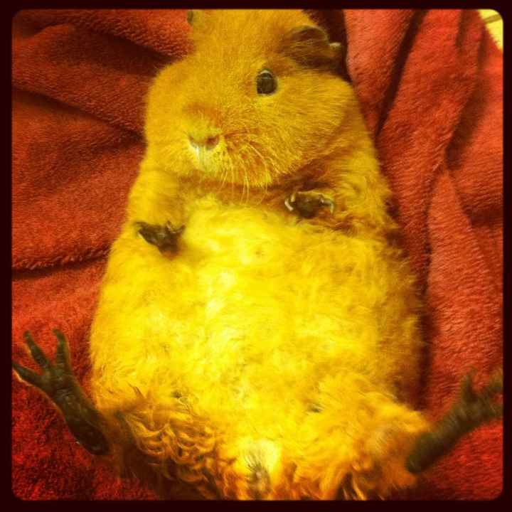 Just for fun, lets see your crazy pet child....