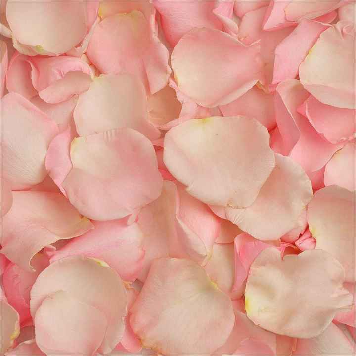 rose petals