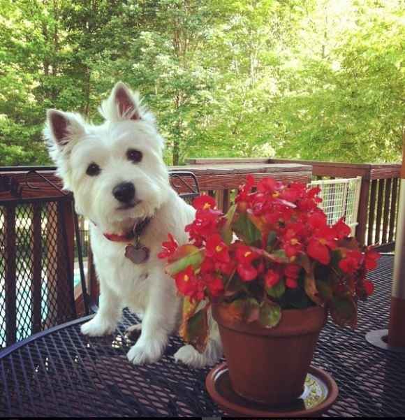 NWR- pets! We love them show me yours :)