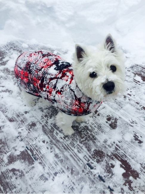Snow puppies